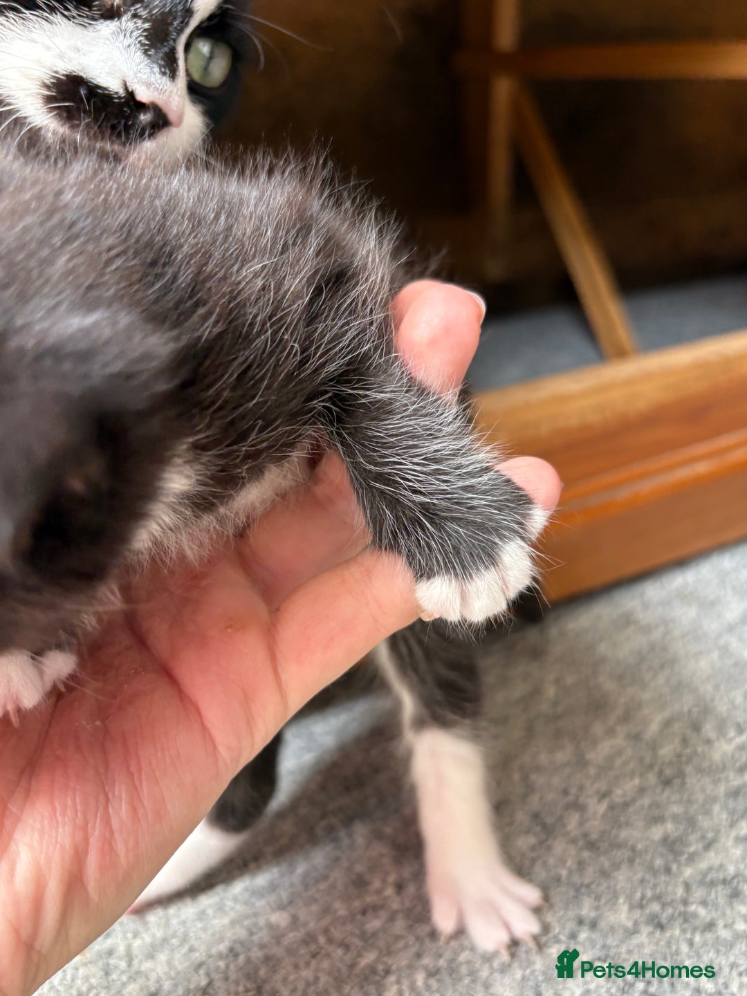 Mixed Breed cats for sale: Maine Coon mix  - Image 9