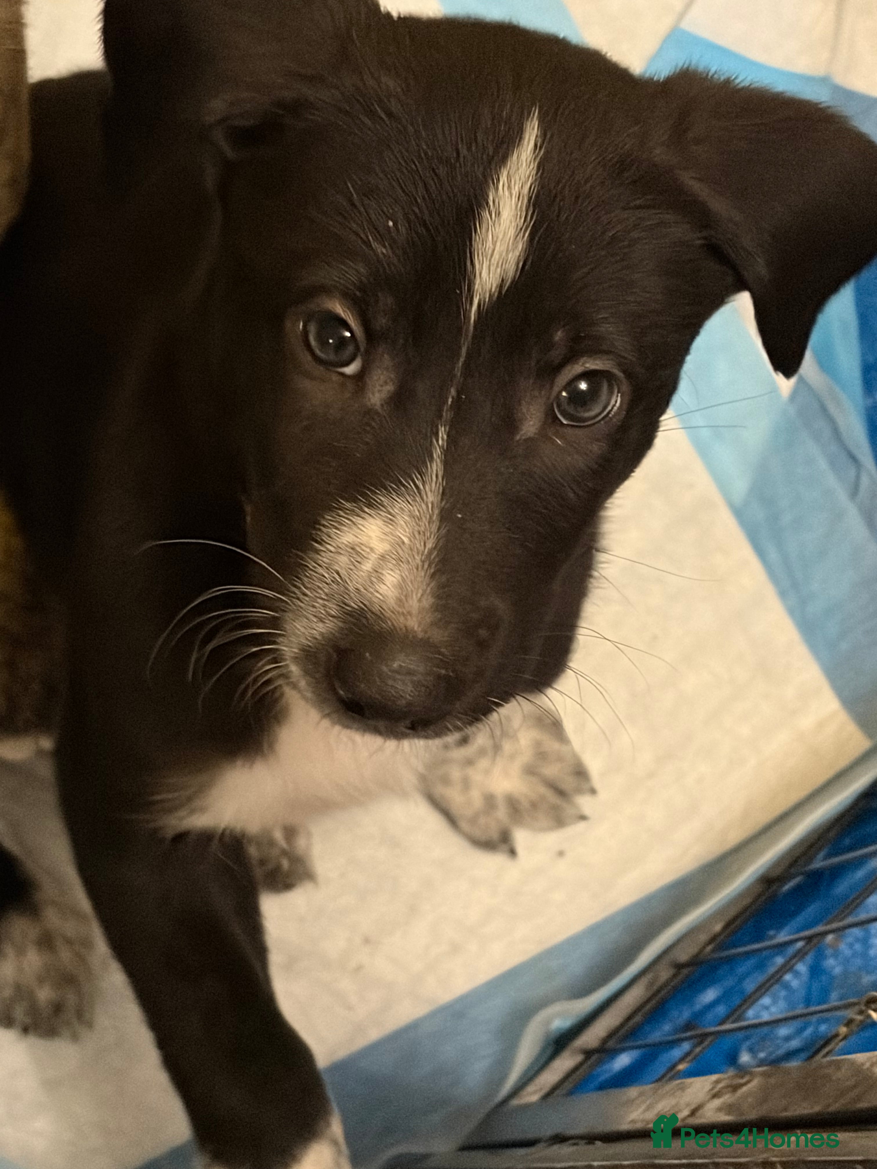 Mixed Breed dogs 2 LEFT-READY NOW! puppies for sale - Advert 4