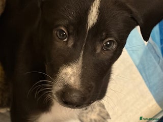 Mixed Breed dogs 8 beautiful pups for sale - Advert 17