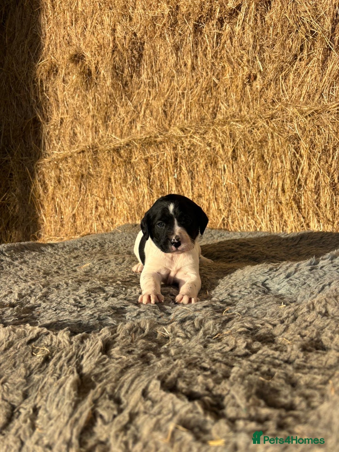 Springador dogs for sale: Springador Puppies - Advert 17