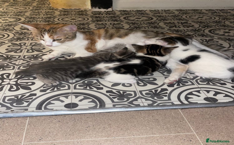 American Shorthair cats - Advert 14