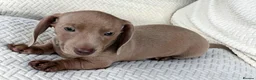 Miniature Dachshund dogs for sale: Whitney - Advert 18