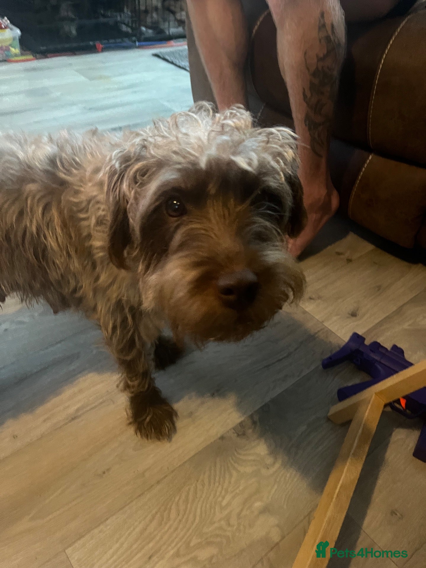 Patterdale Terrier dogs Patterdale pups for sale - Advert 1