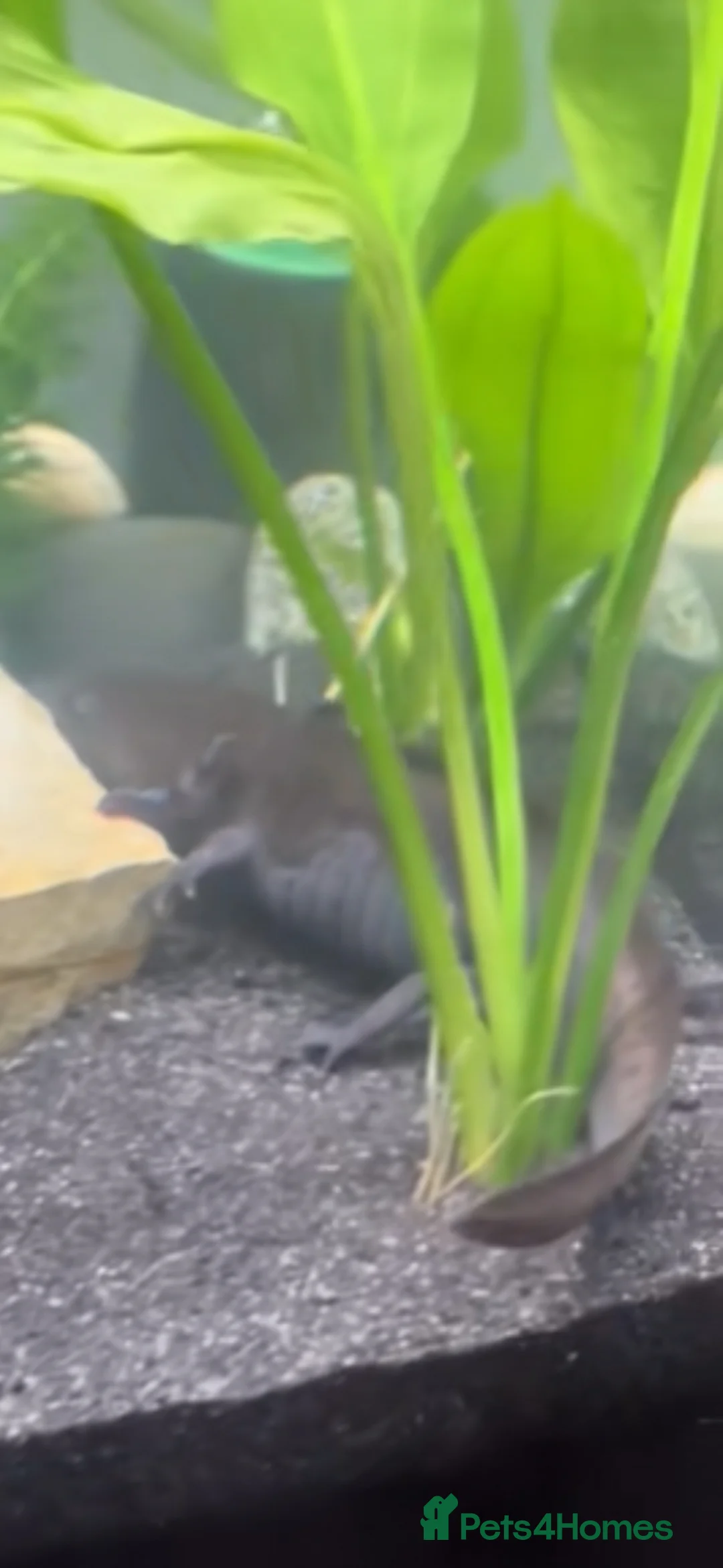 Other/Mixed Breed fish for sale: Proven Breeding pair of Axolotl’s  - Advert 2