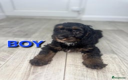 Cockapoo dogs for sale: Beautiful Cockapoo Puppies  - Image 7