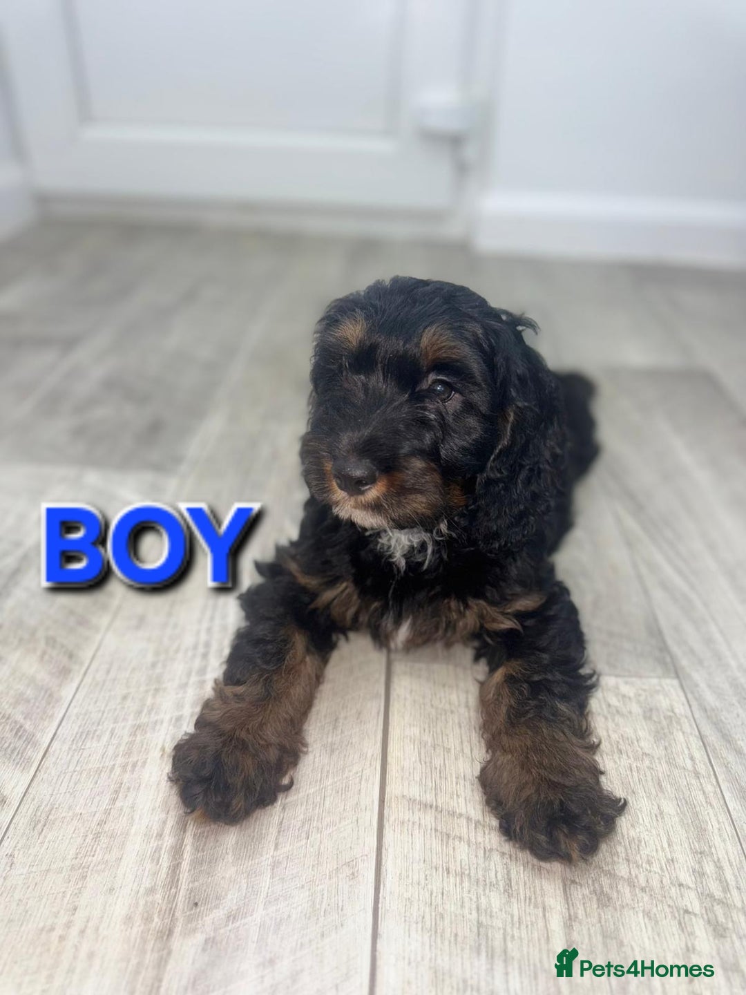 Cockapoo dogs for sale: Beautiful Cockapoo Puppies  - Image 7