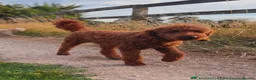 Cockapoo dogs for sale: F2Bb cockapoo puppies - Advert 4