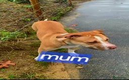 Mixed Breed dogs for sale: Mixer breed puppys  - Image 18