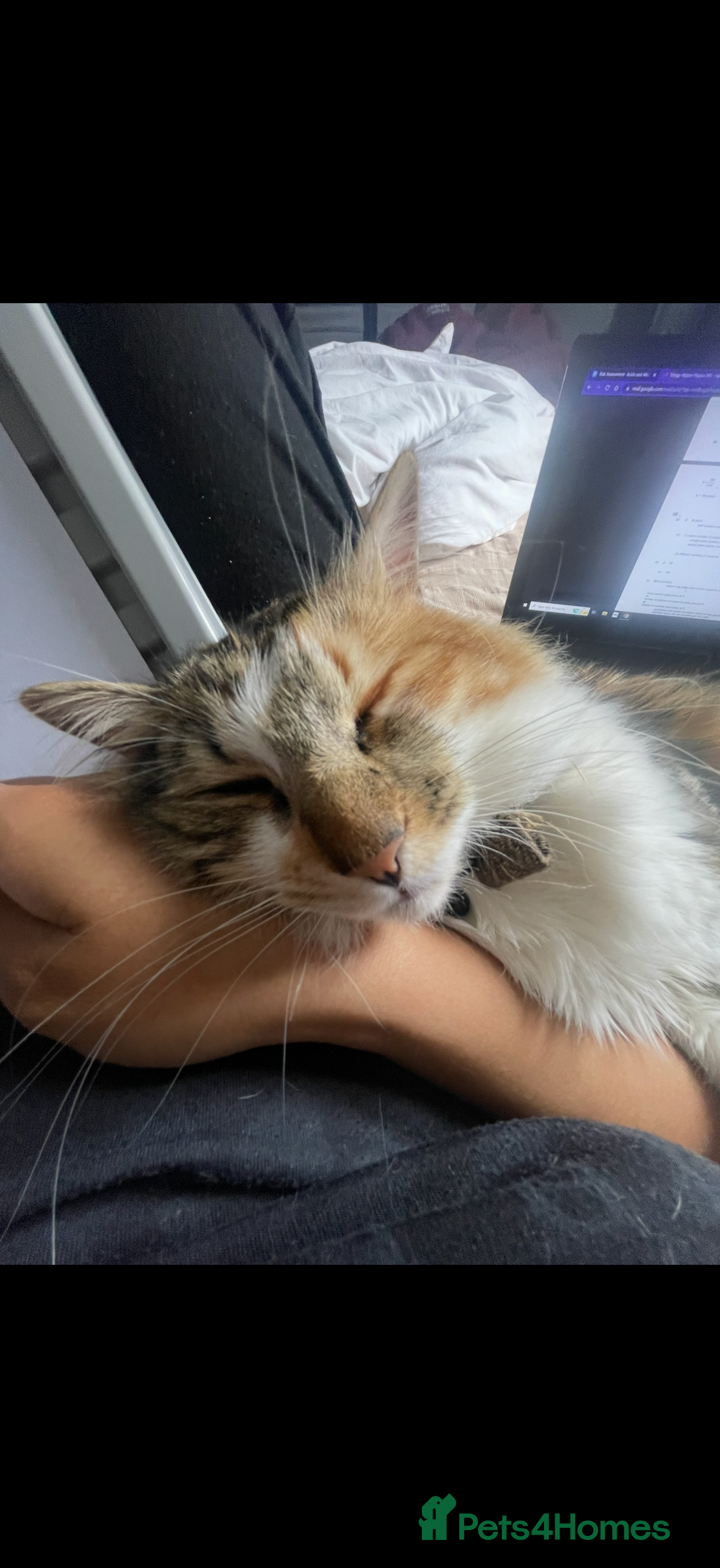 Mixed Breed cats for sale: Boy cat up for adoption - Advert 7