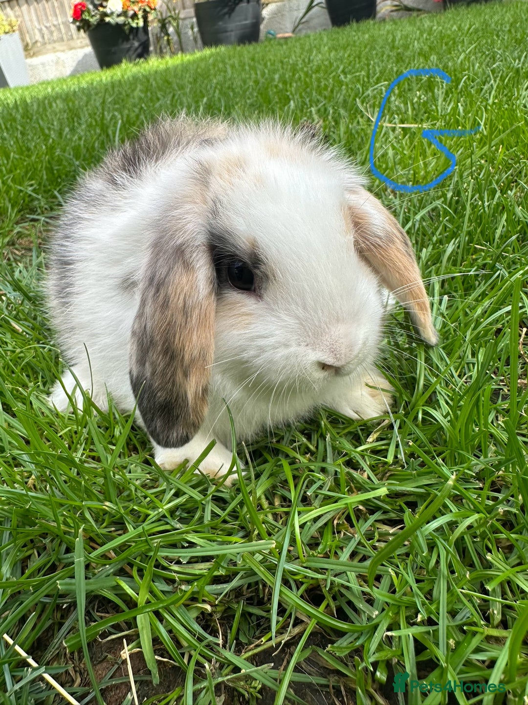 Mini Lop rabbits for sale: Mini Lop Male and Female Rabbits For Sale  - Image 13