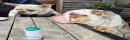 English Bulldog dogs for sale: English Bulldog for rehoming - Advert 18
