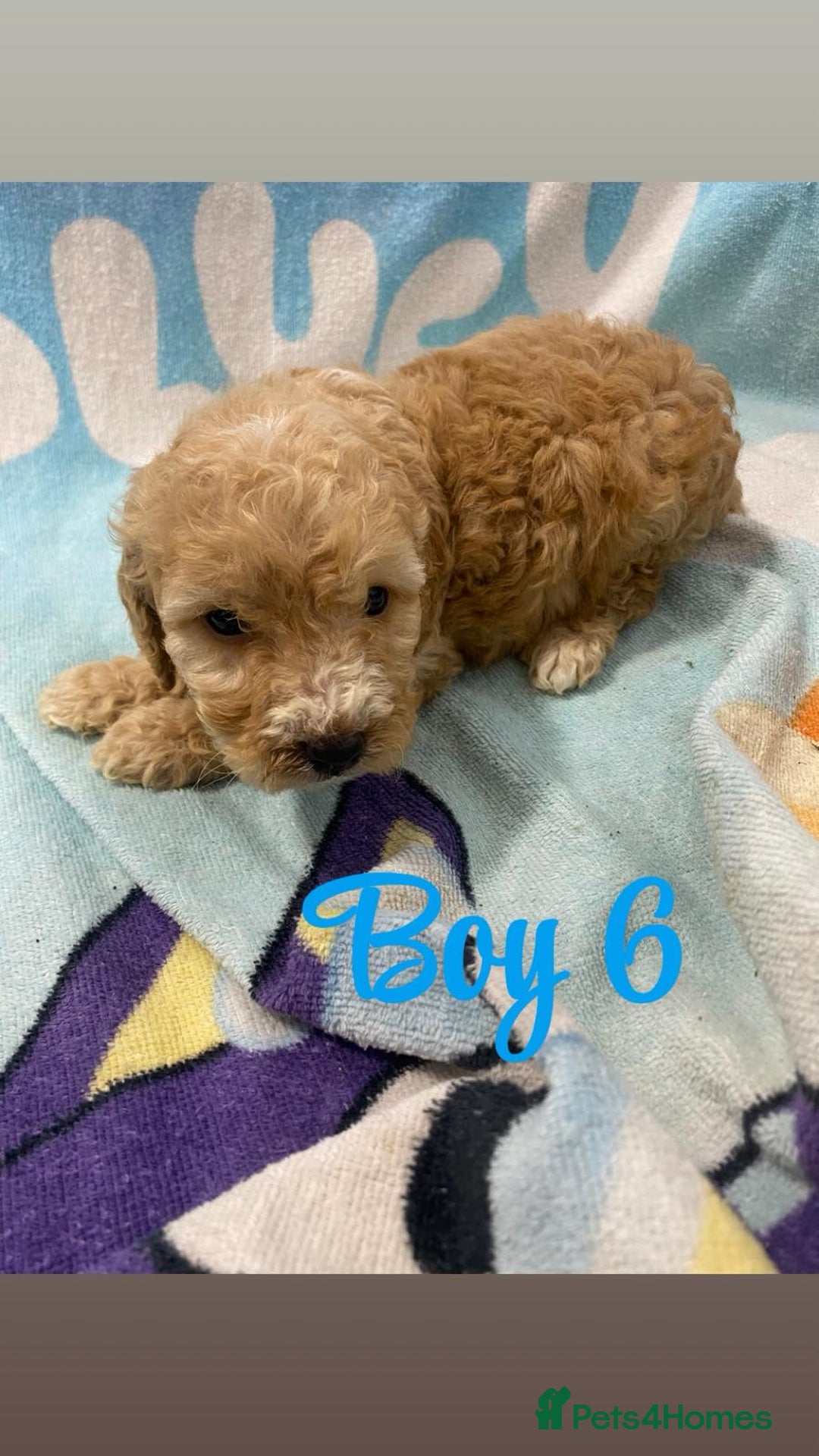 Cockapoo dogs for sale: Beautiful cockapoo pups - Image 5