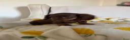 Miniature Dachshund dogs for sale: KC Chocolate & Tan Miniature Dachshund Puppy - Advert 3
