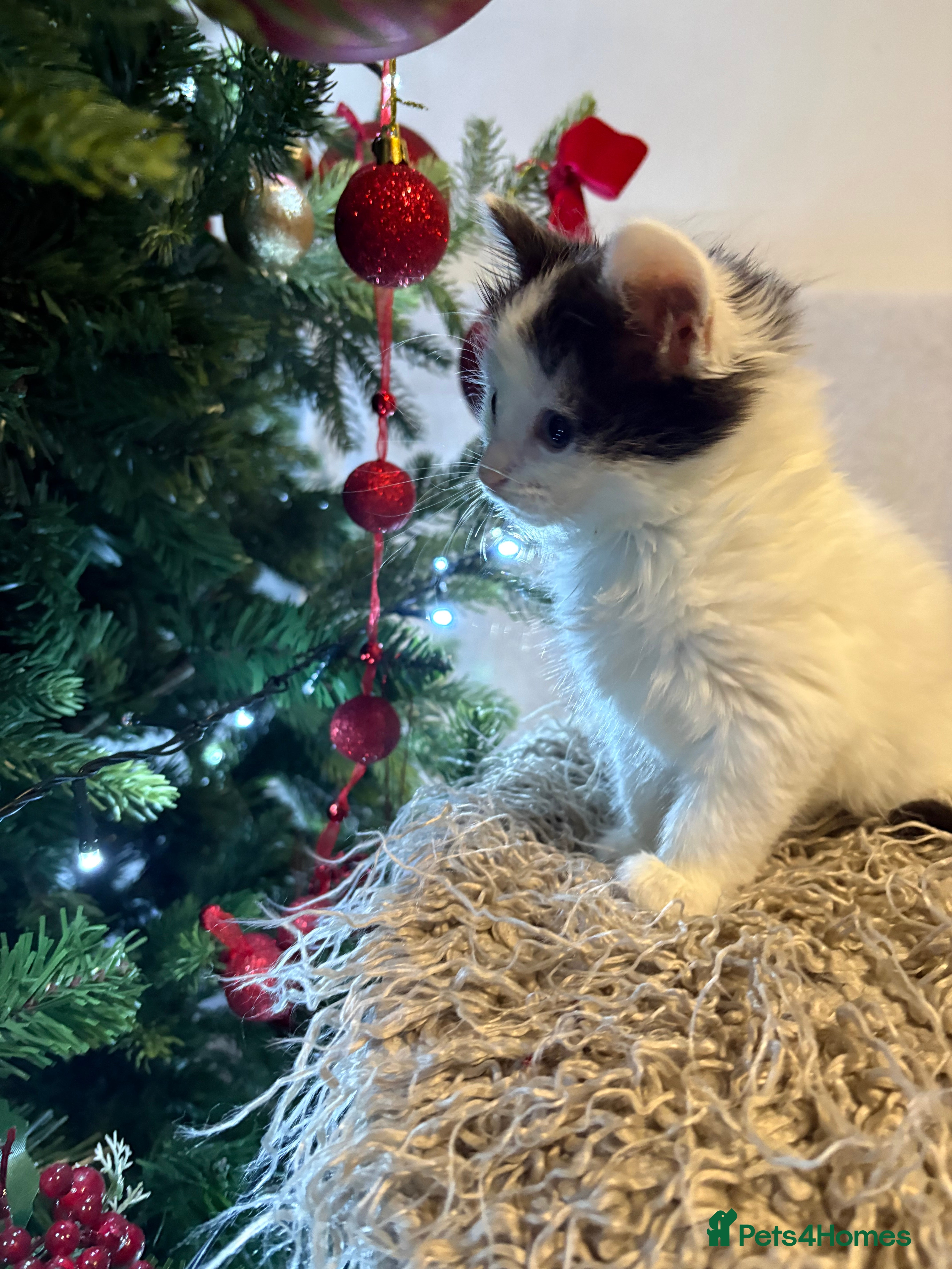 Mixed Breed cats Beautiful kittens - Advert 18