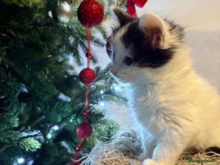 Mixed Breed cats Beautiful kittens - Advert 12