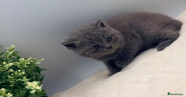 British Shorthair cats - Advert 1