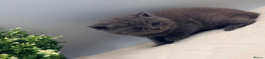 British Shorthair blue