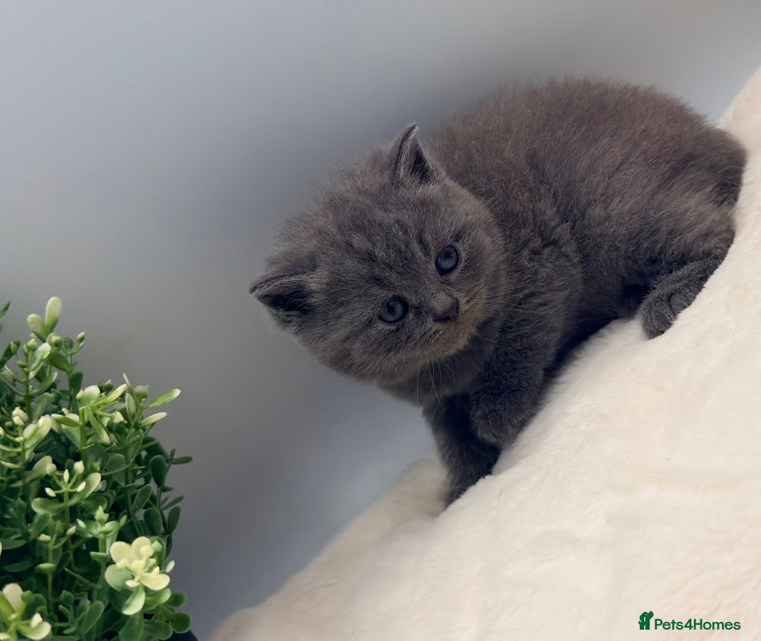 British Shorthair cats for sale: PEDIGREE REGISTERED CHUNKY BRITISH SHORTHAIRS  - Image 4