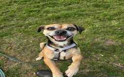 Mixed Breed dogs for adoption: Little Sophia is looking for her forever home!  - Image 2