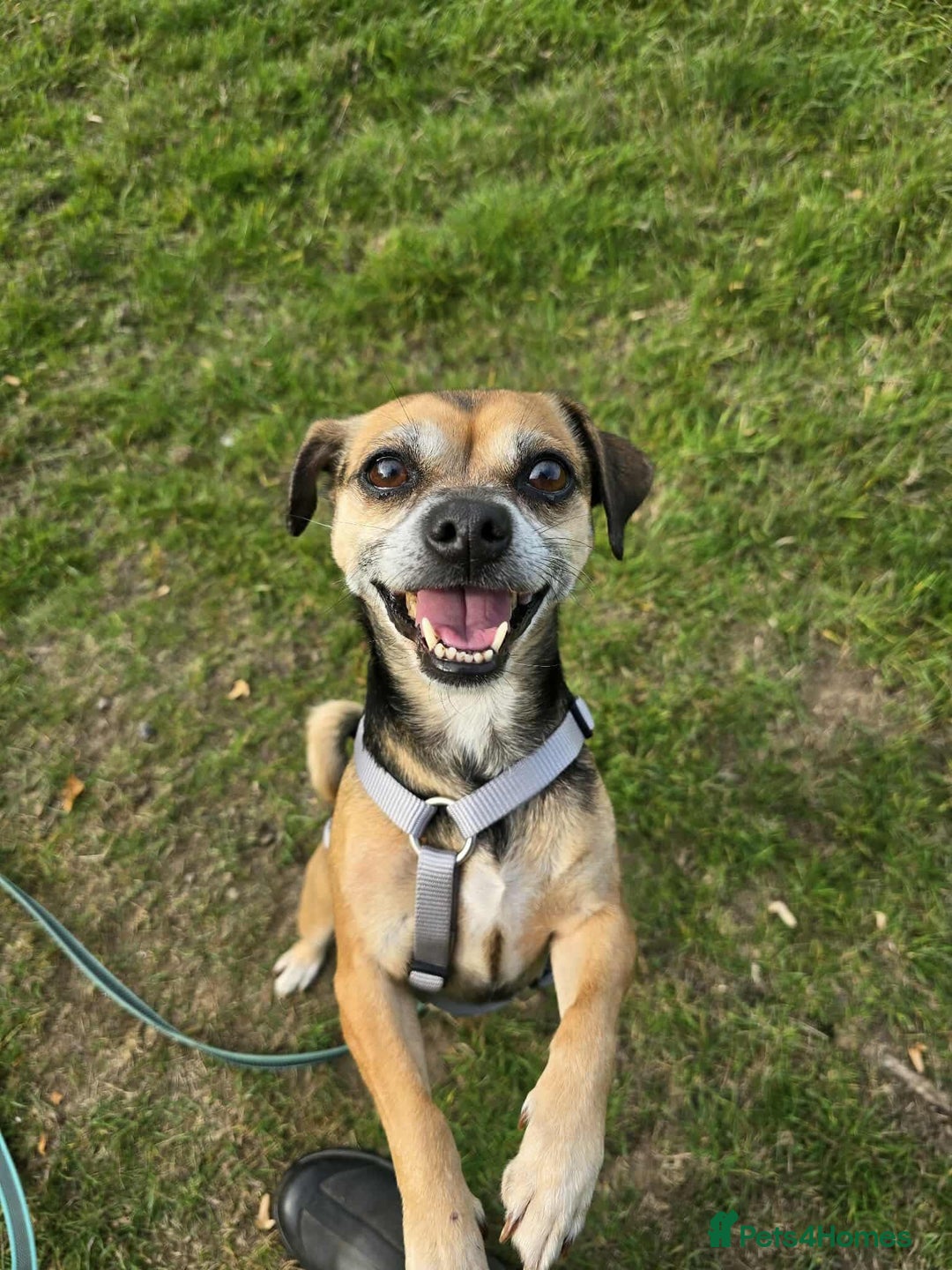 Mixed Breed dogs for adoption: Little Sophia is looking for her forever home!  - Image 2