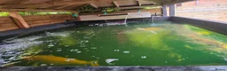 Koi Carp fish for sale: Full pond setup for sale - Advert 7