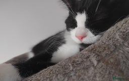 British Shorthair cats for sale: Female kitten  - Image 6