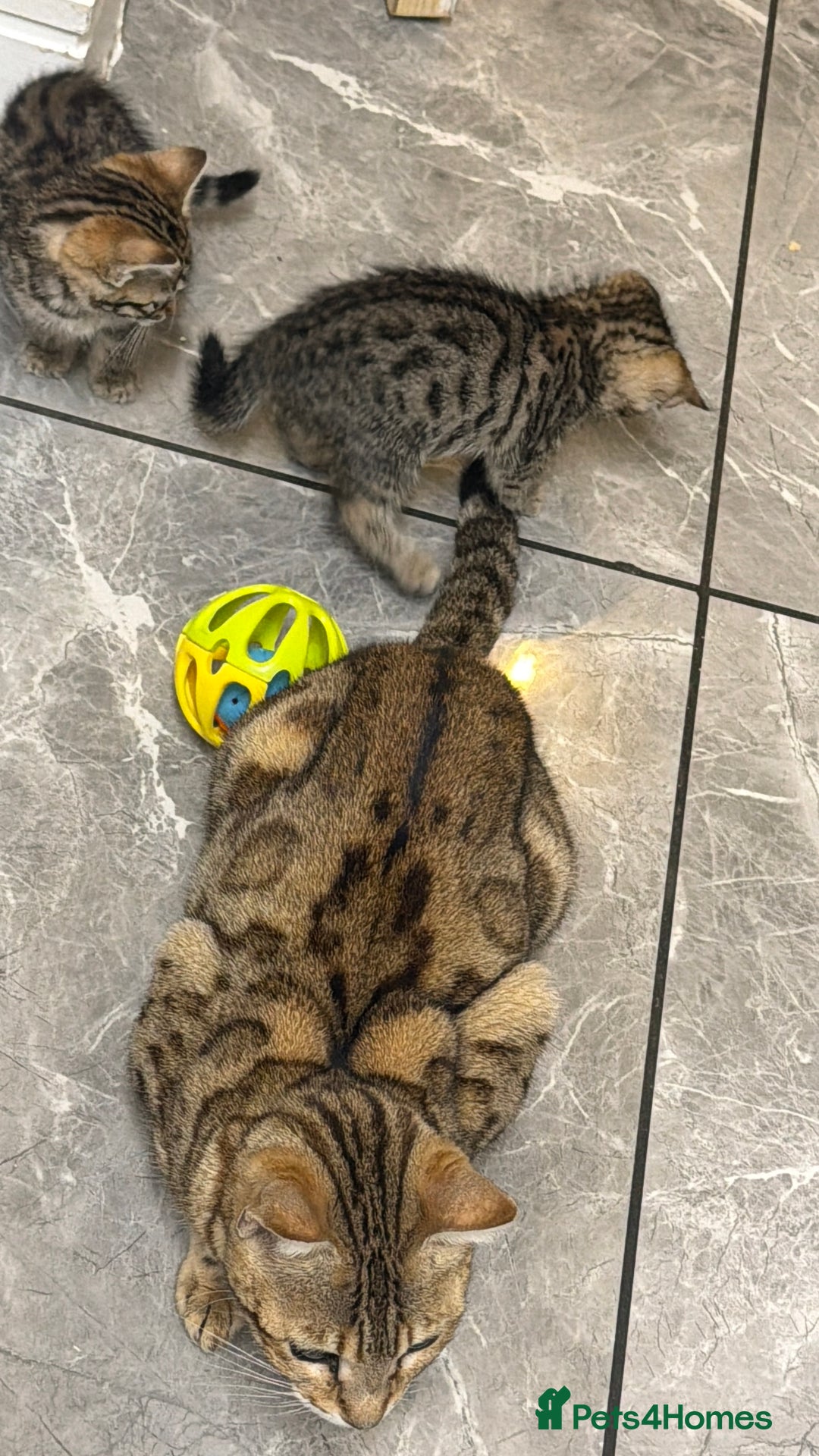 Bengal cats for sale: Adorable kittens for loving homes - Advert 5