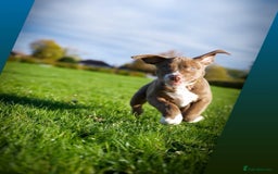 American Bully dogs for sale:  Medium Bully Puppies–XL are banned, these are NOT - Image 1