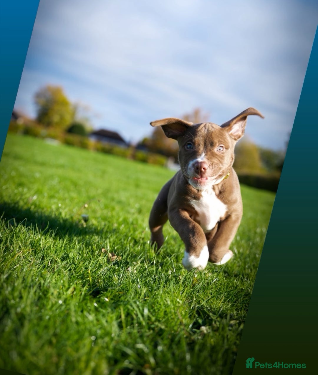 American Bully dogs for sale:  Medium Bully Puppies–XL are banned, these are NOT - Image 1