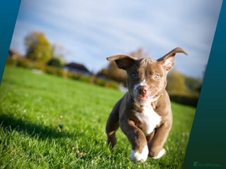 American Bully dogs - Advert 20
