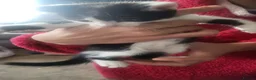 Mixed Breed cats for sale: 3 kittens available  - Advert 5