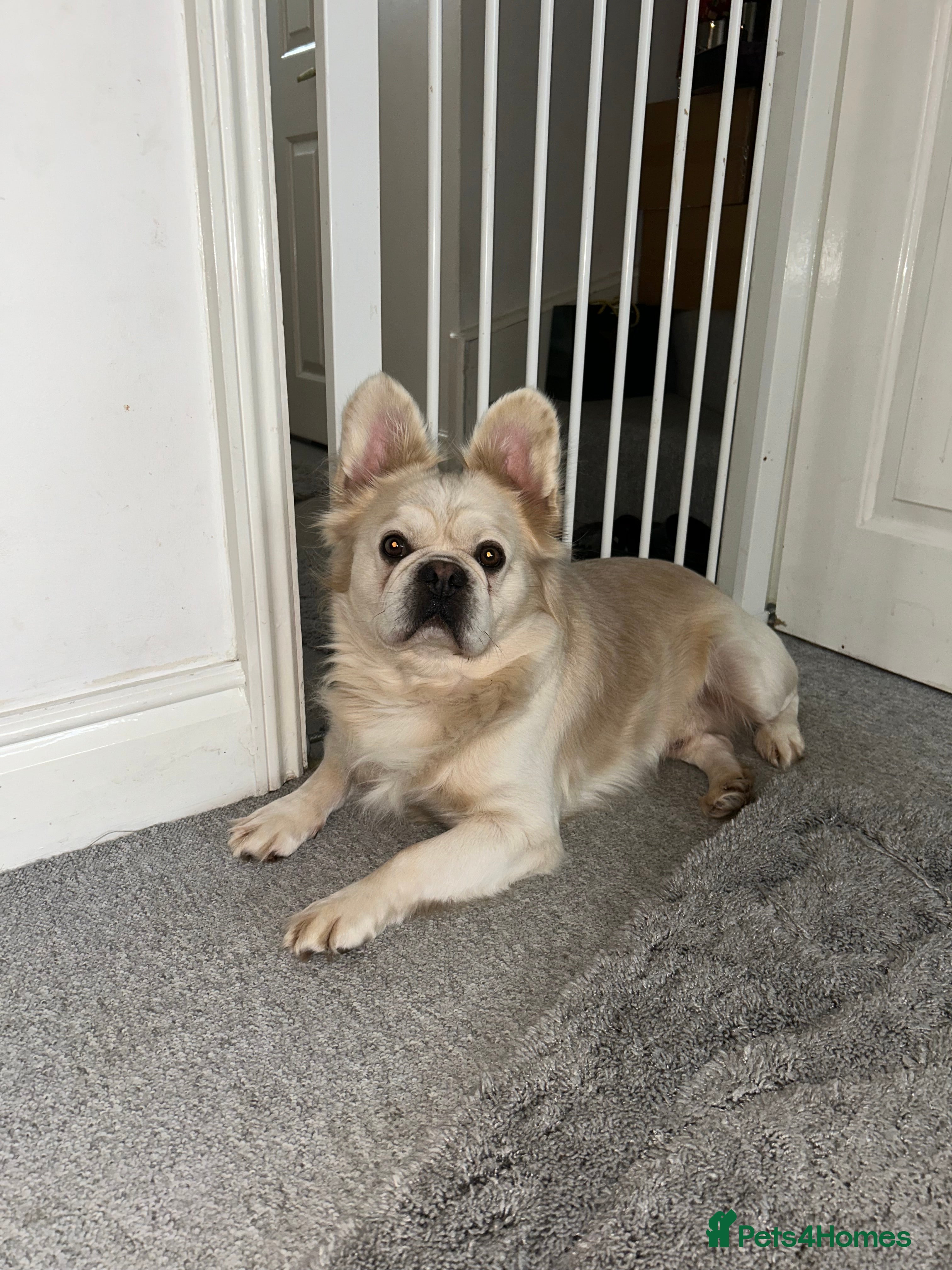 French Bulldog dogs Cream fluffy Frenchie for sale  - Advert 2