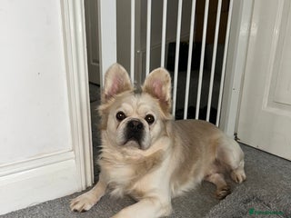 French Bulldog dogs Cream fluffy Frenchie for sale - Advert 2