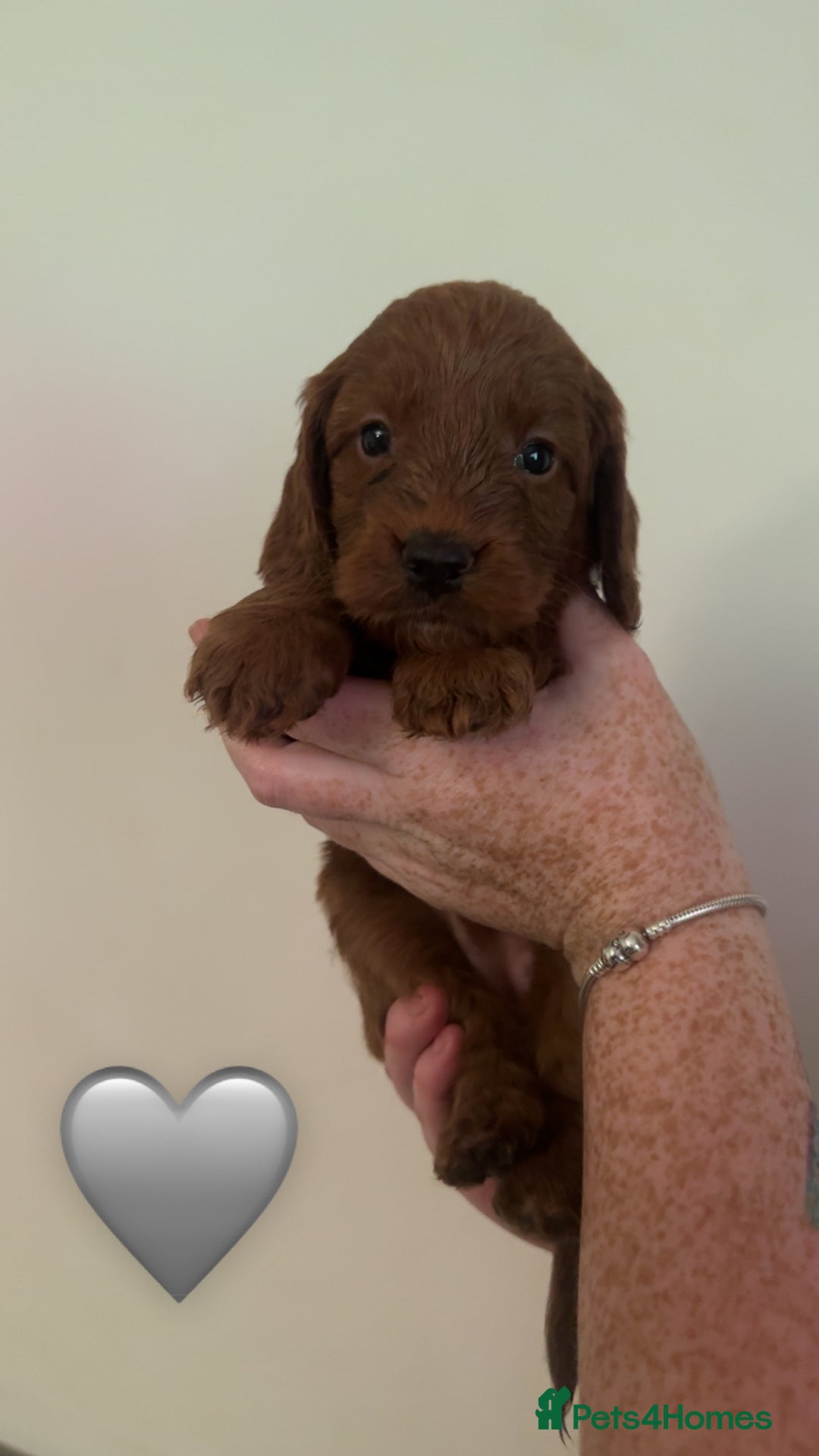 Cockapoo dogs for sale: **REDUCED** READY TO GO GIRL MINIATURE COCKAPOOS  - Image 18