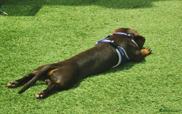 Dachshund dogs for sale: Bertie the Dachshund  - Image 4