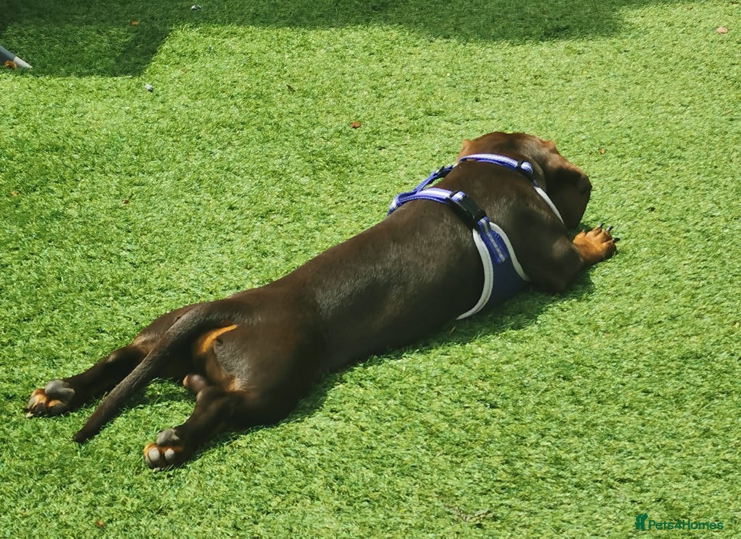 Dachshund dogs for sale: Bertie the Dachshund  - Image 4