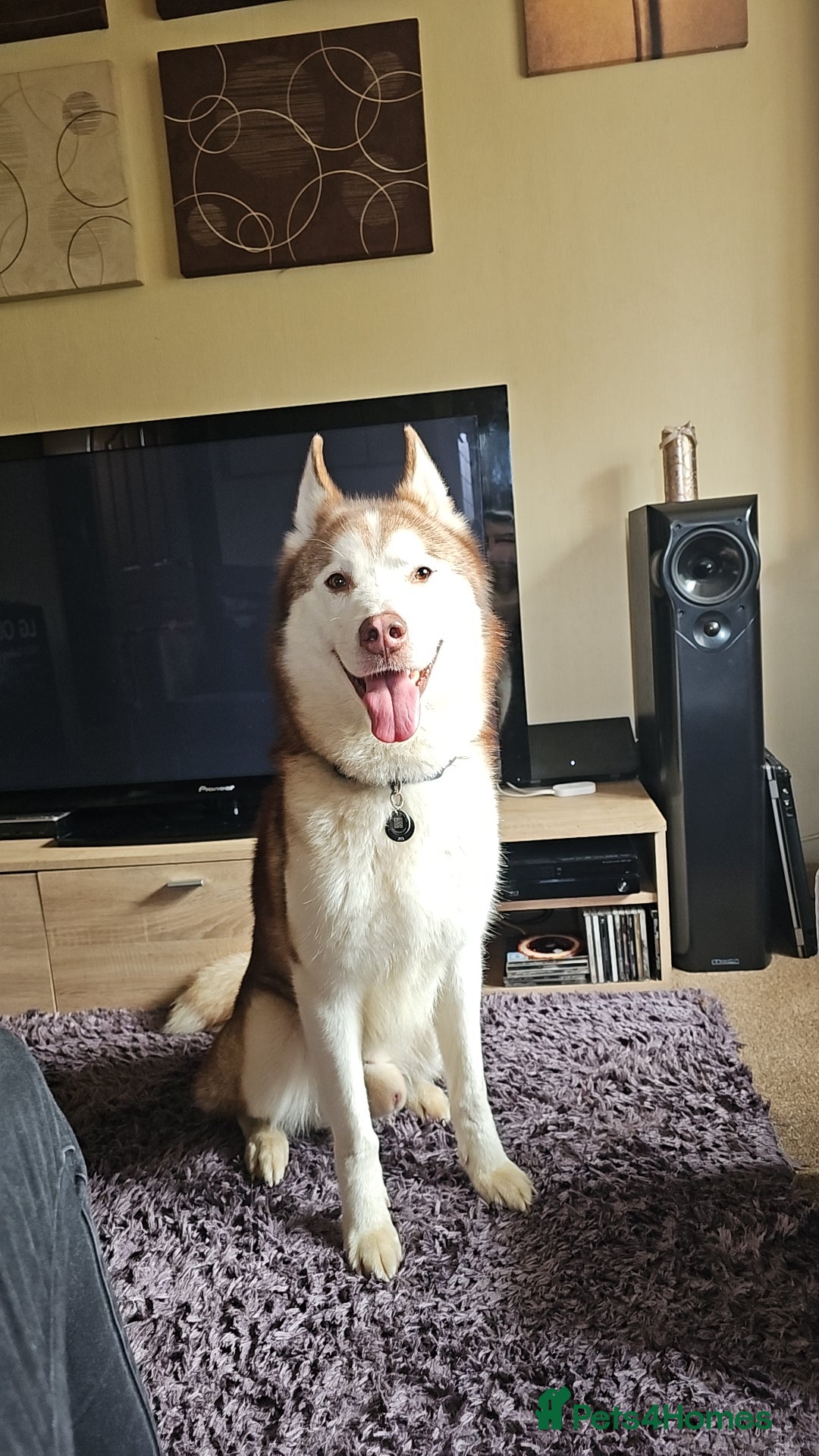 Mixed Breed dogs Oden alaskin malamute/ husky - Advert 1