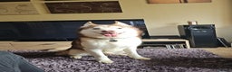 Mixed Breed dogs for sale: Oden alaskin malamute/ husky - Advert 1