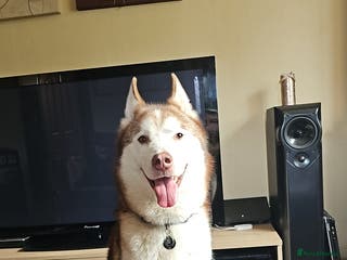 Mixed Breed dogs Oden alaskin malamute/ husky - Advert 12