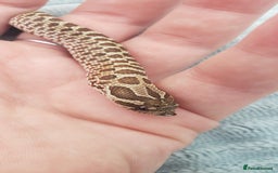 Snake reptiles for sale: Western Hognose CB25 babies  - Image 15