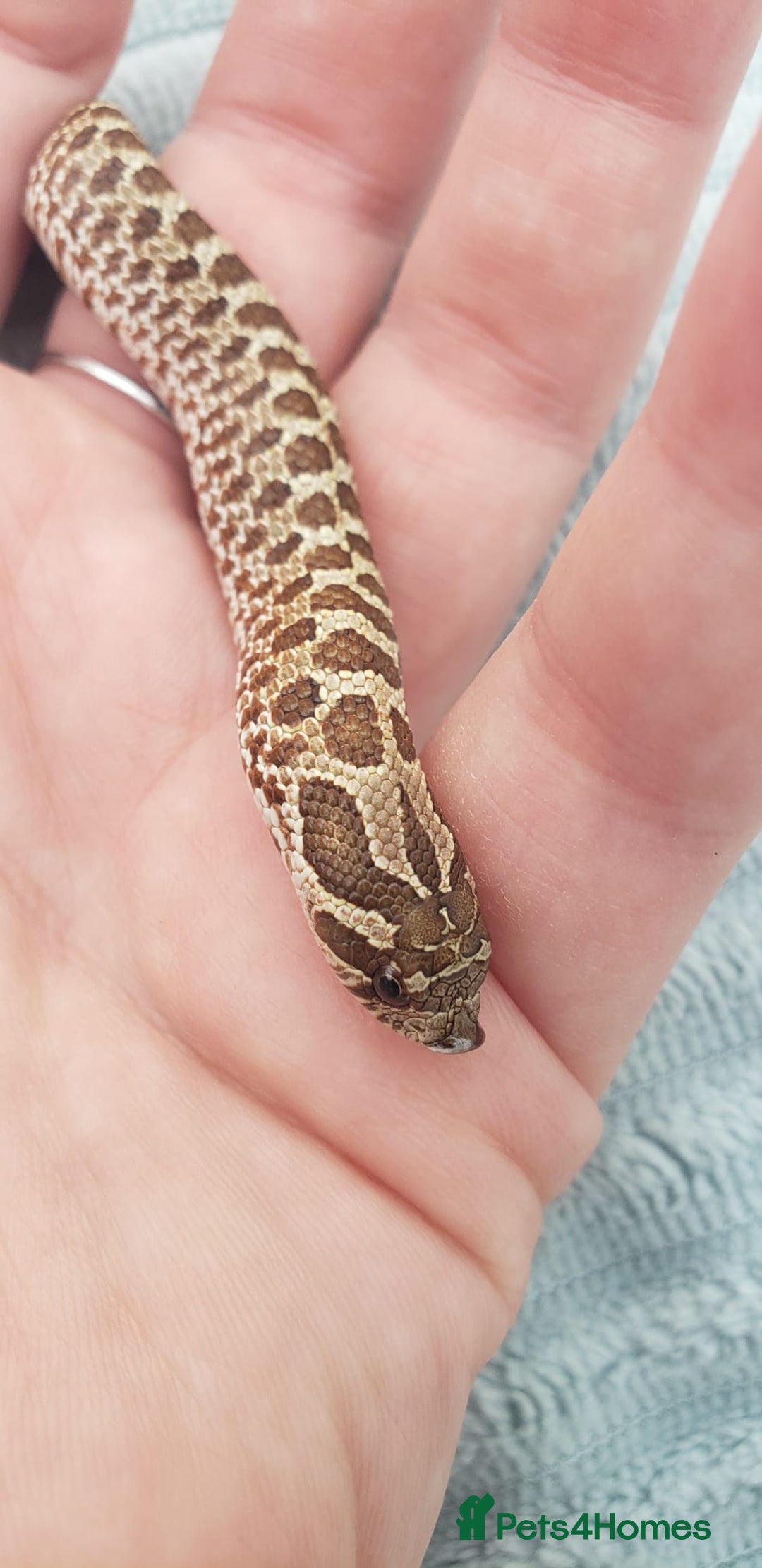 Snake reptiles for sale: Western Hognose CB25 babies  - Image 15