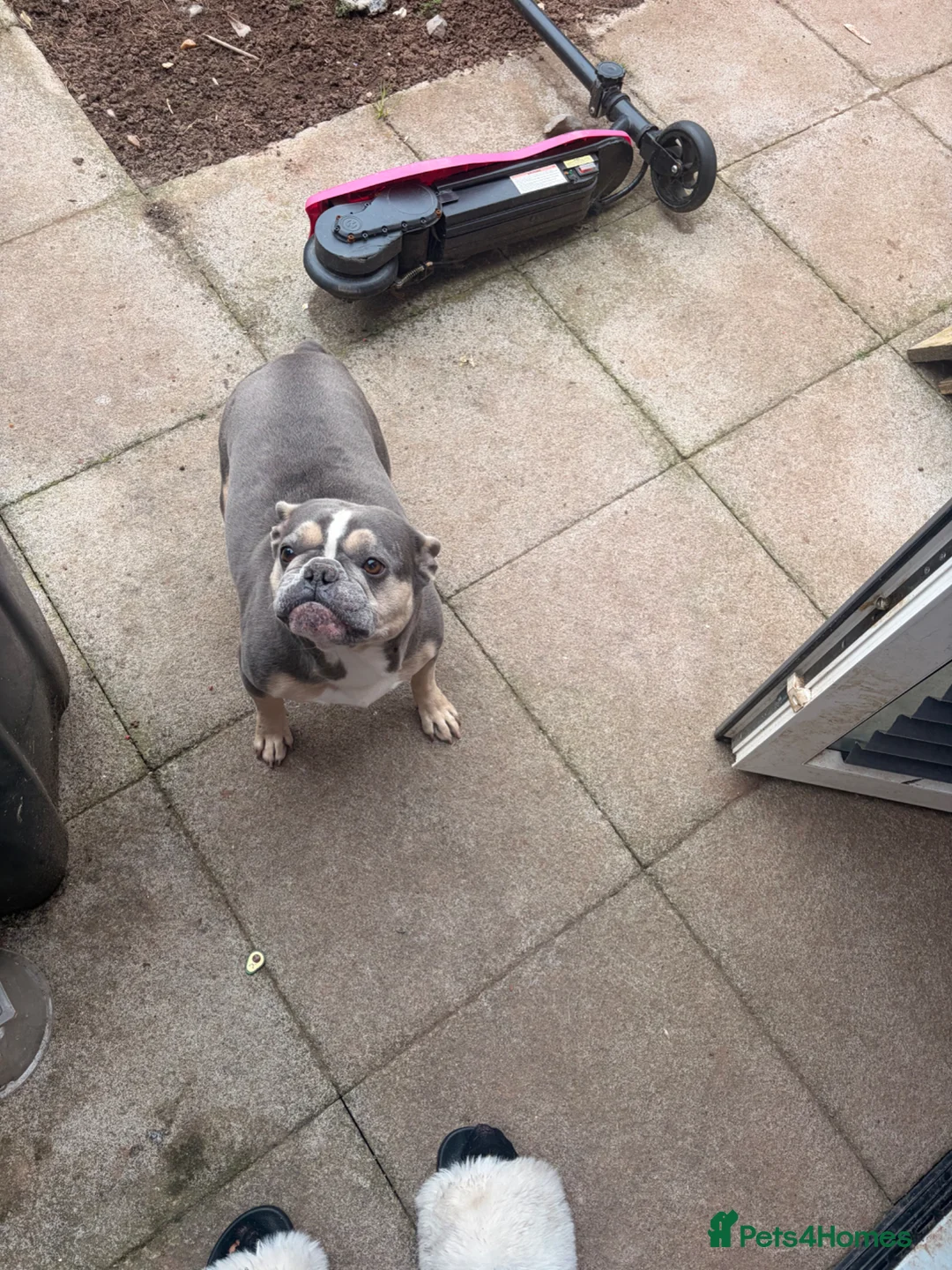 French Bulldog dogs for sale: Blue female frenchie - Advert 1