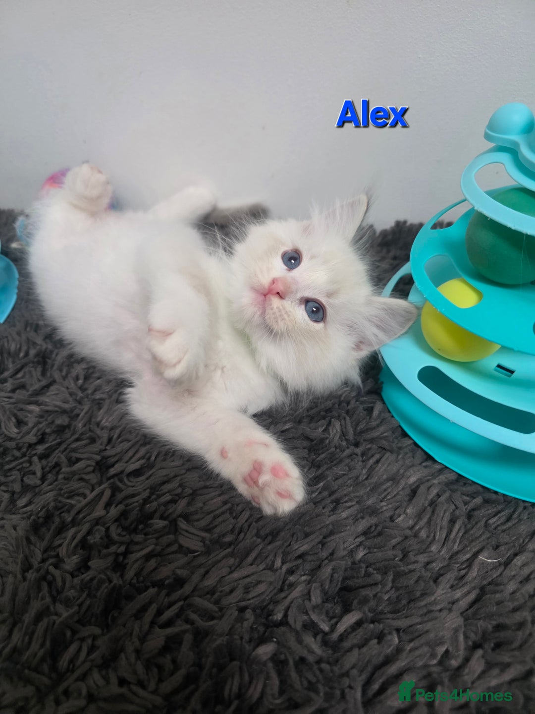 Ragdoll cats for sale: GCCF registered ragdoll kittens  - Advert 30