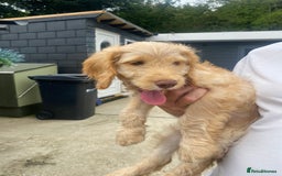 Cockapoo dogs for sale: Adorable genetic clear cockapoo puppies  in Leatherhead - Image 5