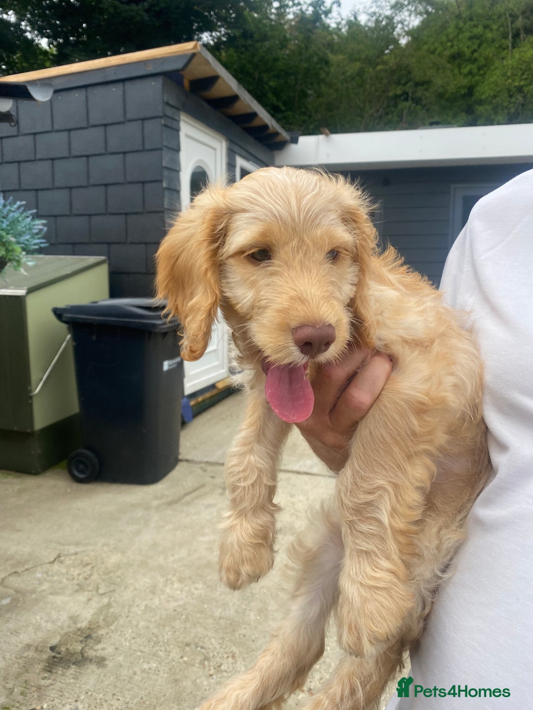 Cockapoo dogs for sale: Adorable genetic clear cockapoo puppies  in Leatherhead - Image 5