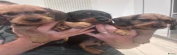 Miniature Dachshund dogs for sale: Miniature dachshund Wirehaired  - Advert 12