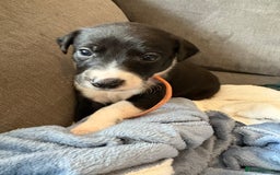 Mixed Breed dogs for sale: Beautiful whippet cross labrador(collie) puppies  - Image 31
