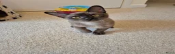 Burmese cats for sale: Gorgeous Pedigree Burmese Kittens - Advert 5