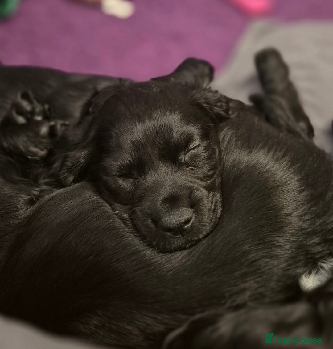 Cocker Spaniel dogs for sale: Stunning Working Cocker Spaniels - Advert 4