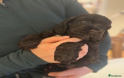 Cocker Spaniel dogs for sale: Show-type KC reg. chocolate cocker spaniel puppy  - Advert 4